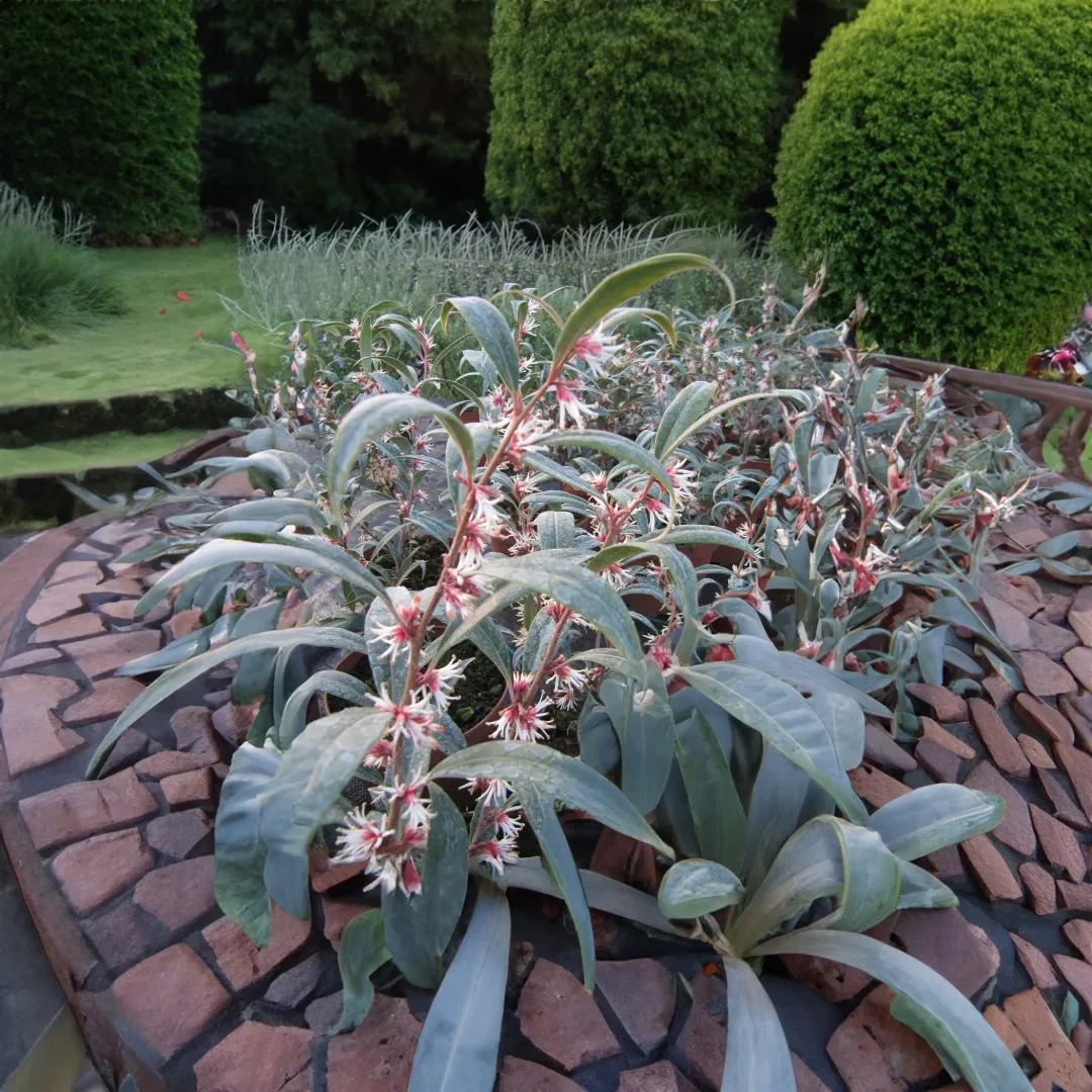 Sarcococca hookeriana 'Purple Gem'
