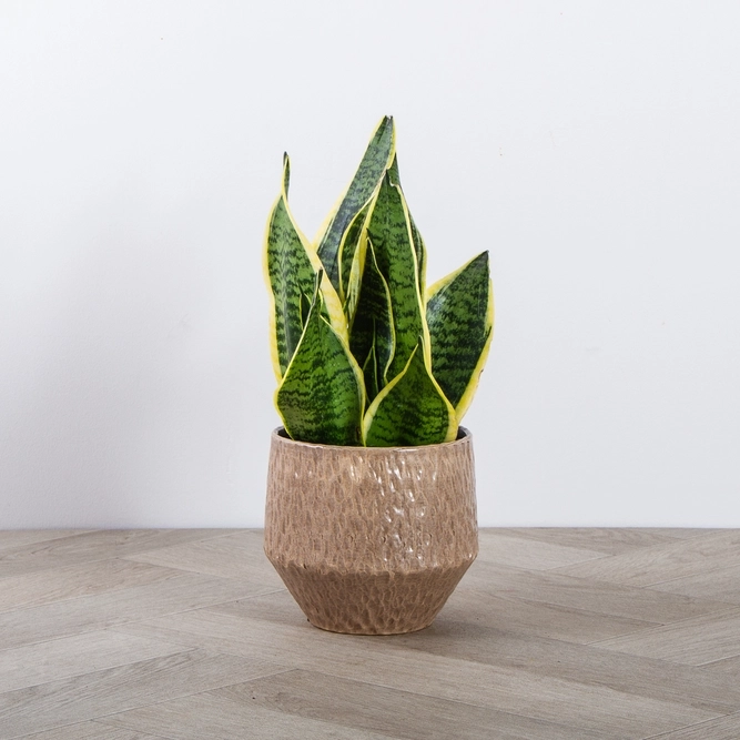 Snake plant