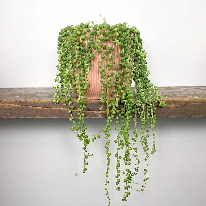 String of pearls plant