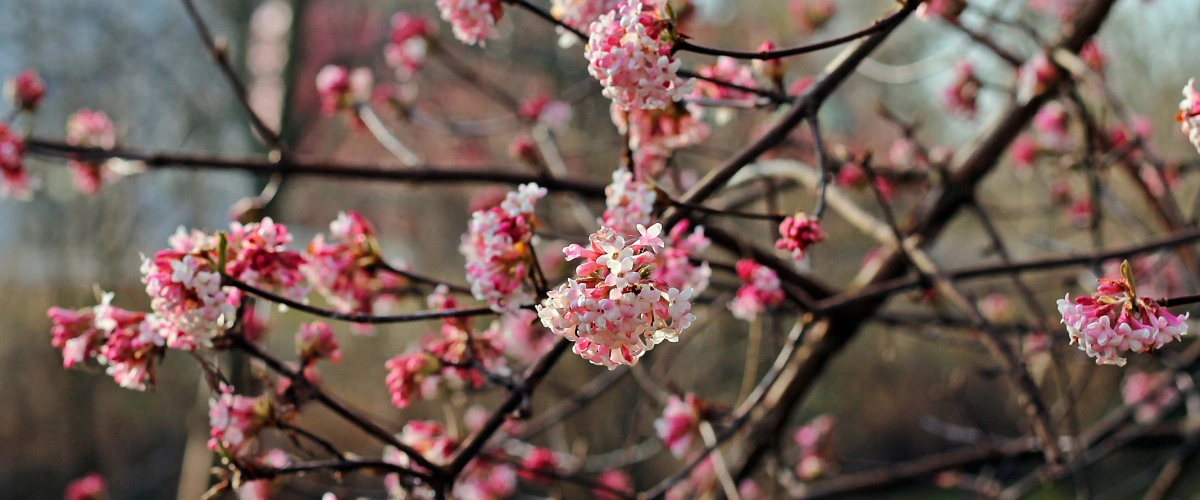 tree blossoms