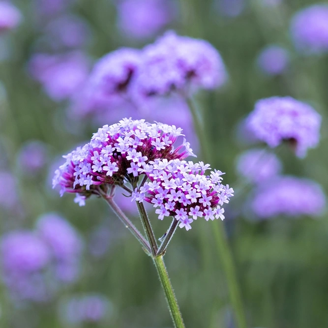 Verbena bonariensis