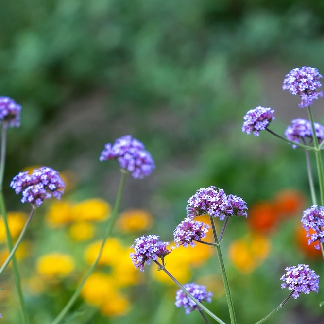 Verbena bonariensis 'Lollipop'
