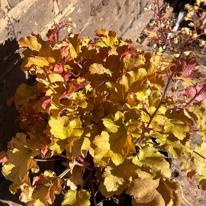yellow heuchera leaves