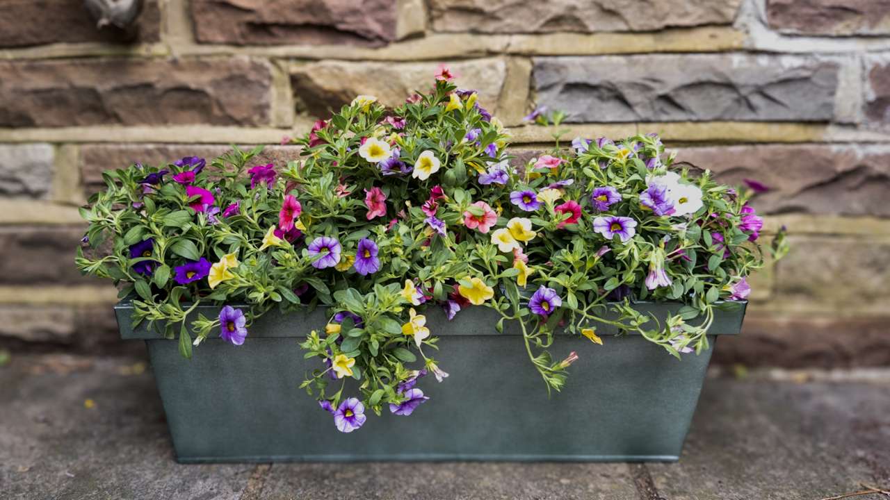 Bedding plants at Boma Garden Centre Kentish Town London