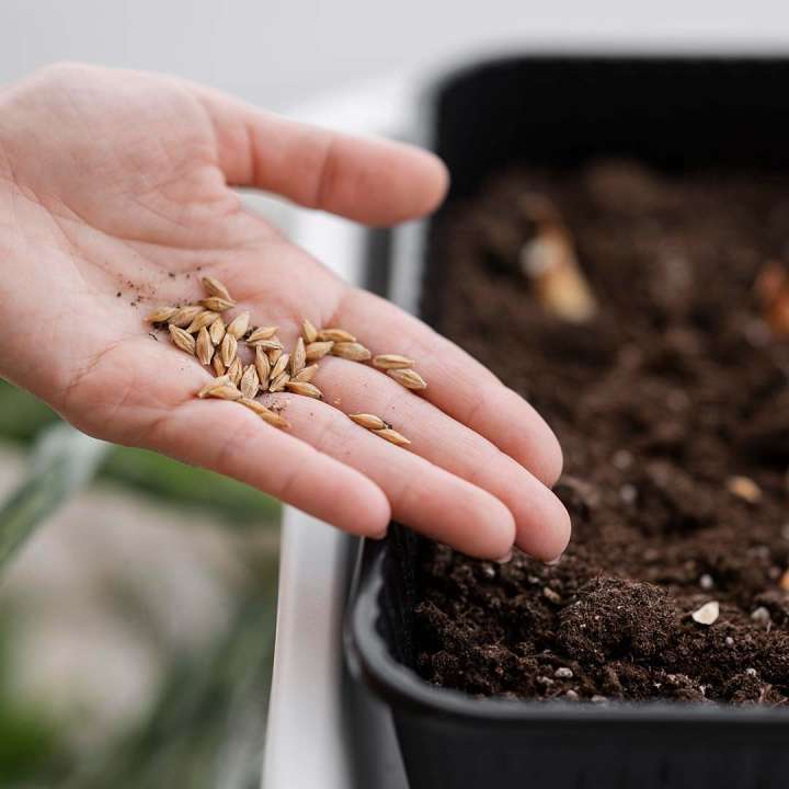 Seeds for planting at Boma Garden Centre Kentish Town London