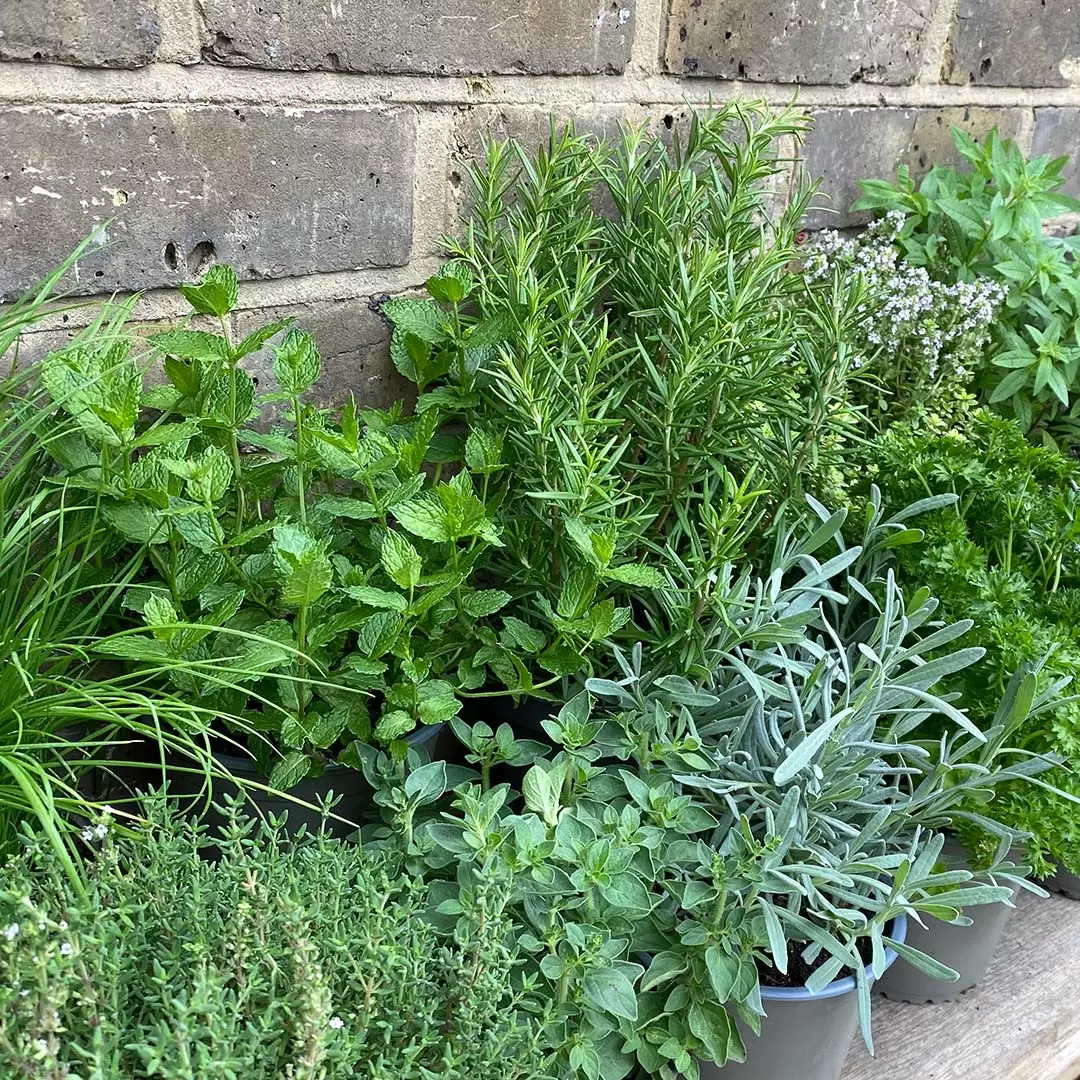 Herb Plant Starter Collection at Boma Garden Centre Kentish Town London