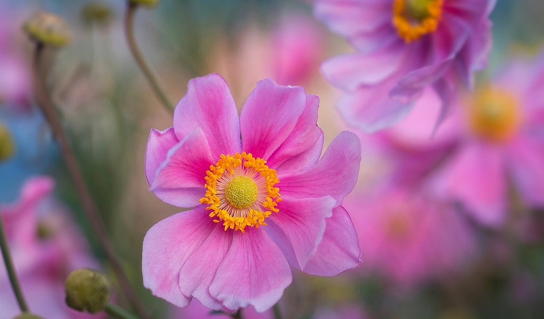 Japanese anemone hupehensis var. japonica 'Prinz Heinrich'