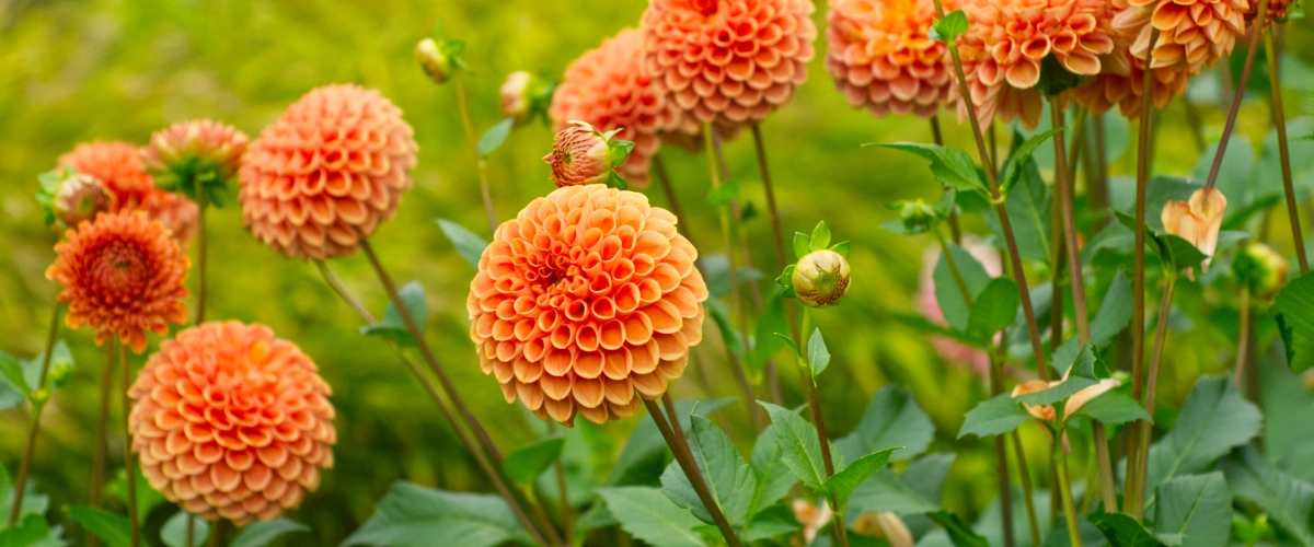 Orange dahlia border in summer bloom