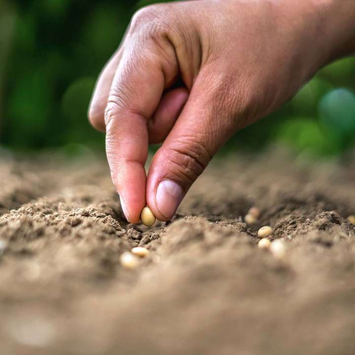 Planting seeds in a drill - Boma Garden Centre Kentish Town London