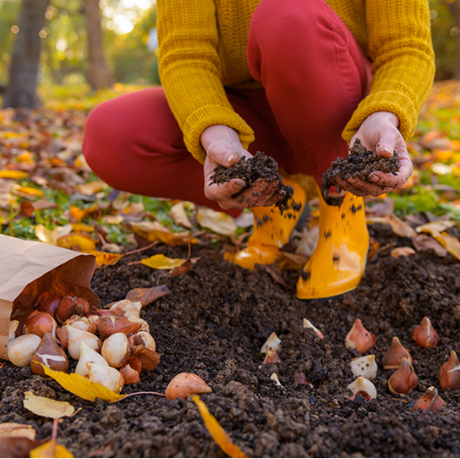 planting spring bulbs