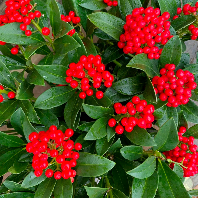 Skimmia at Boma Garden Centre Kentish Town London