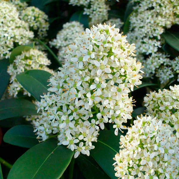 Skimmia japonica 'Finchy' at Boma Garden Centre Kentish Town London