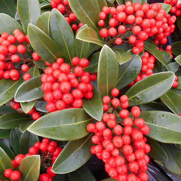 Skimmia japonica 'Pabella' at Boma Garden Centre Kentish Town London