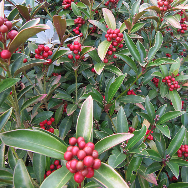 Skimmia japonica subsp. Reevesiana at Boma Garden Centre Kentish Town London