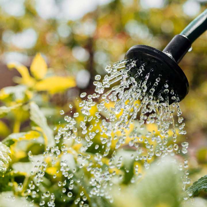 When to water seedlings - Boma Garden Centre Kentish Town London