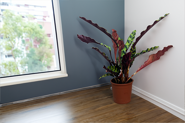 Calathea Insigne lancifolia - The Rattle Snake Plant at Boma Garden Centre