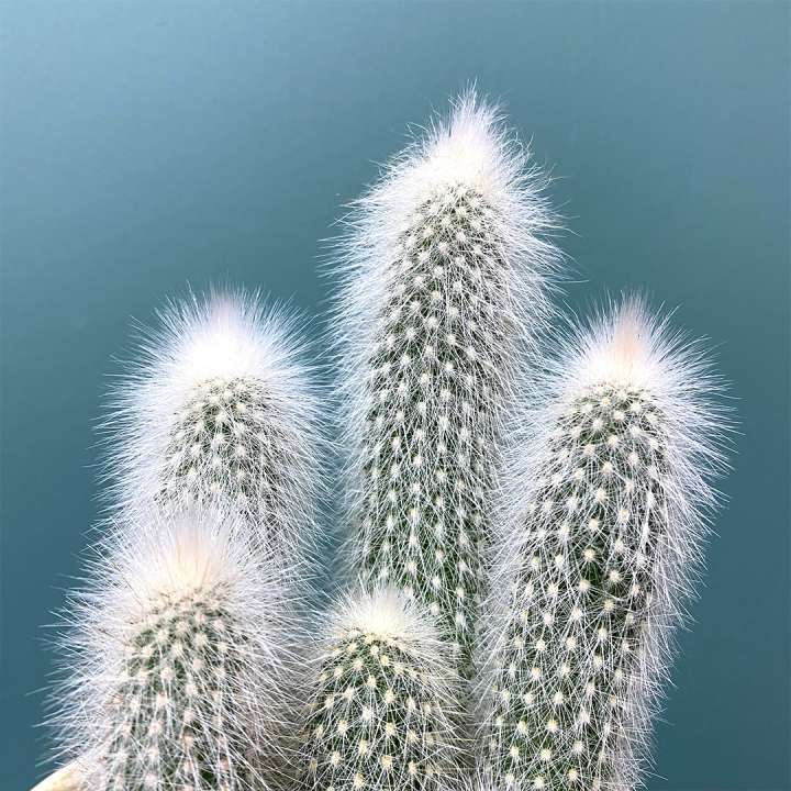 Cacti & Succulents at Boma Garden Centre Kentish Town London