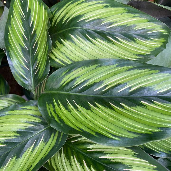 Calathea at Boma Garden Centre Kentish Town London