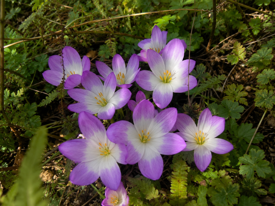 Colchicum autumn crocus flowering in a North London border in late summer