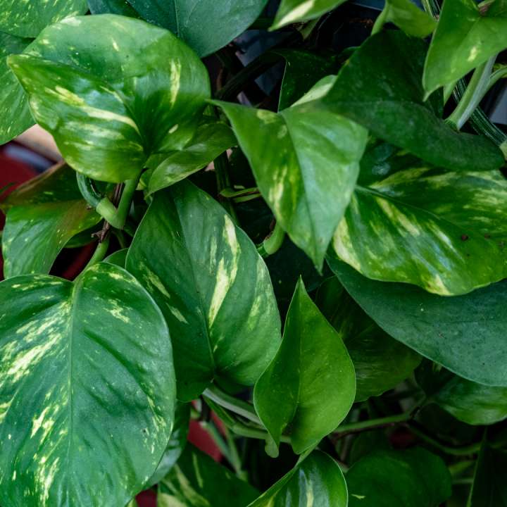 Pothos in Pots at Boma Garden Centre, Kentish Town