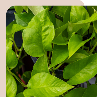 Epipremnum Pot Offer