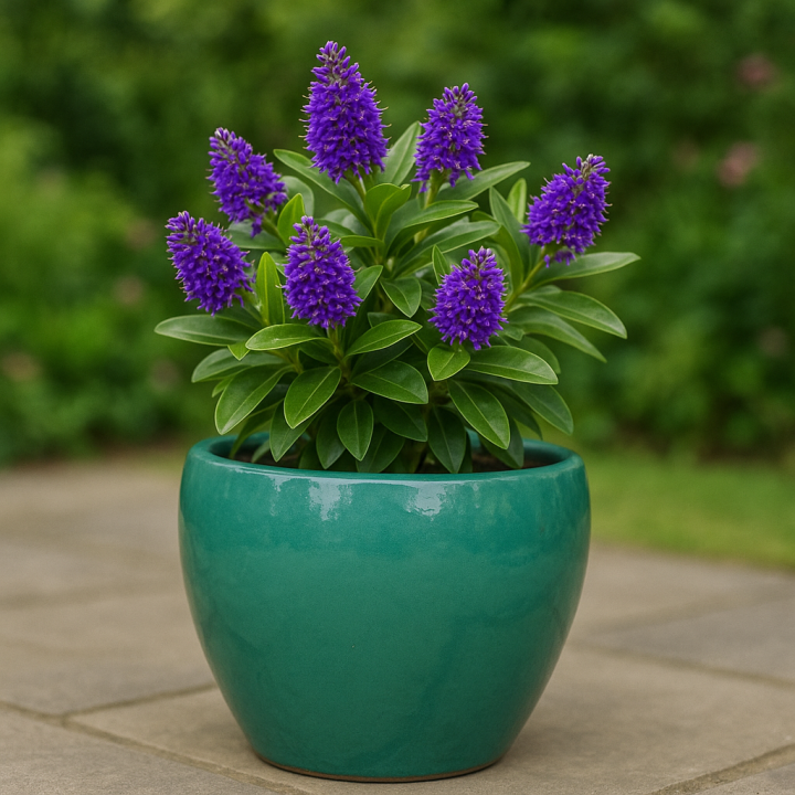 Hebe in Pots at Boma Garden Centre, Kentish Town