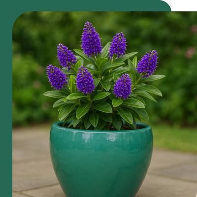 Hebe Pot Offer