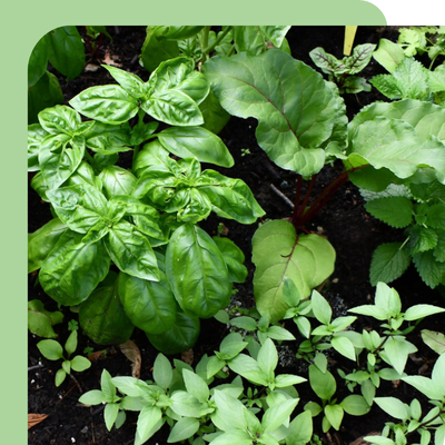 Herb Offer