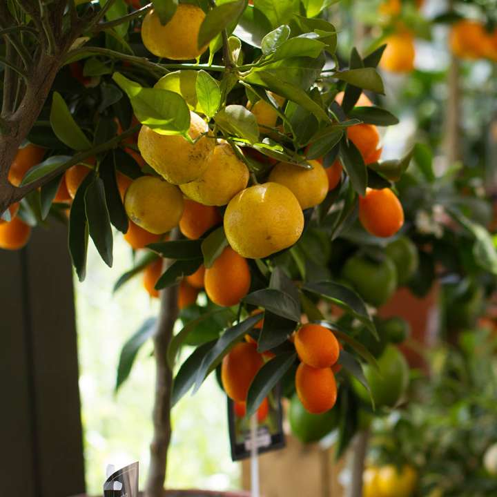 The Boma - Juicy Citrus trees in the shop