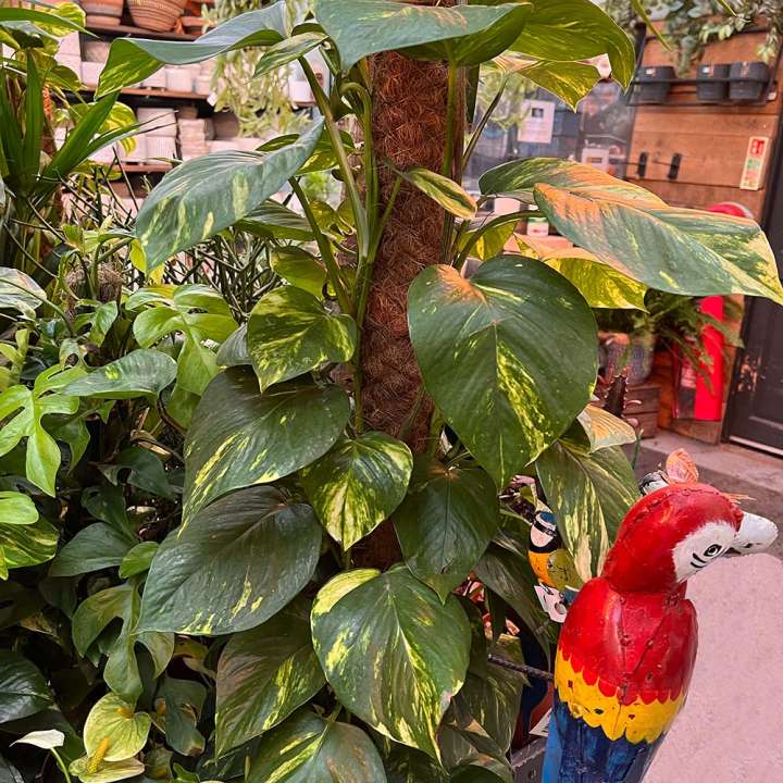 Buy indoor climbing plants at Boma Garden Centre Kentish Town London