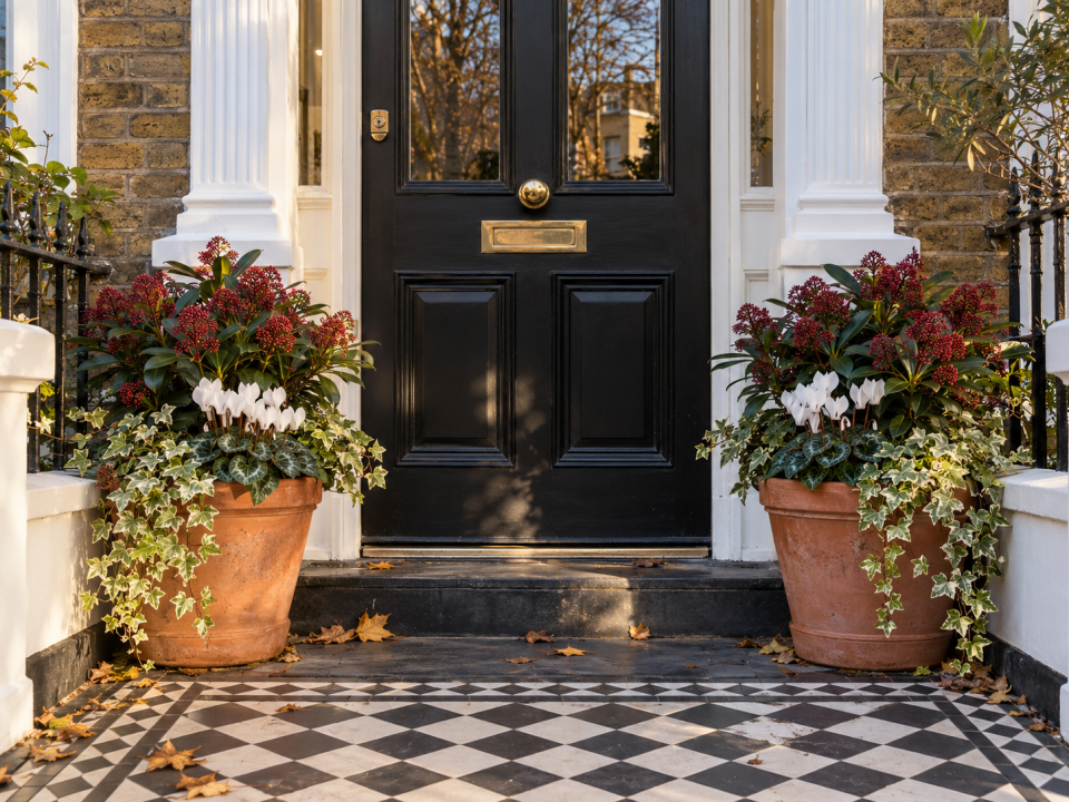A pair of evergreen winter planters with skimmia, white cyclamen and trailing ivy either side of a Victorian front door in North London