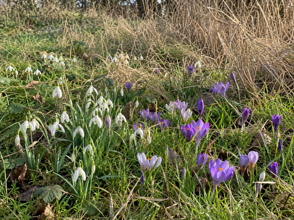 Snowdrops and crocuses naturalised in the grass of a London wildflower meadow in late winter