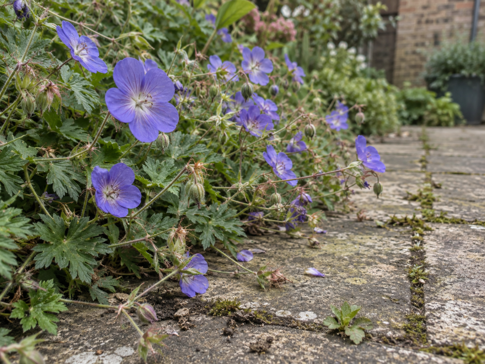 Geranium 'Rozanne' violet-blue flowers spilling over the edge of a garden border