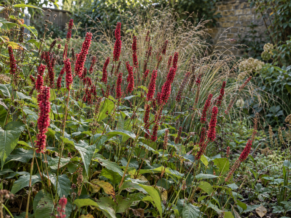 Persicaria amplexicaulis 'Firetail' red bottlebrush flower spikes at the rear of a border