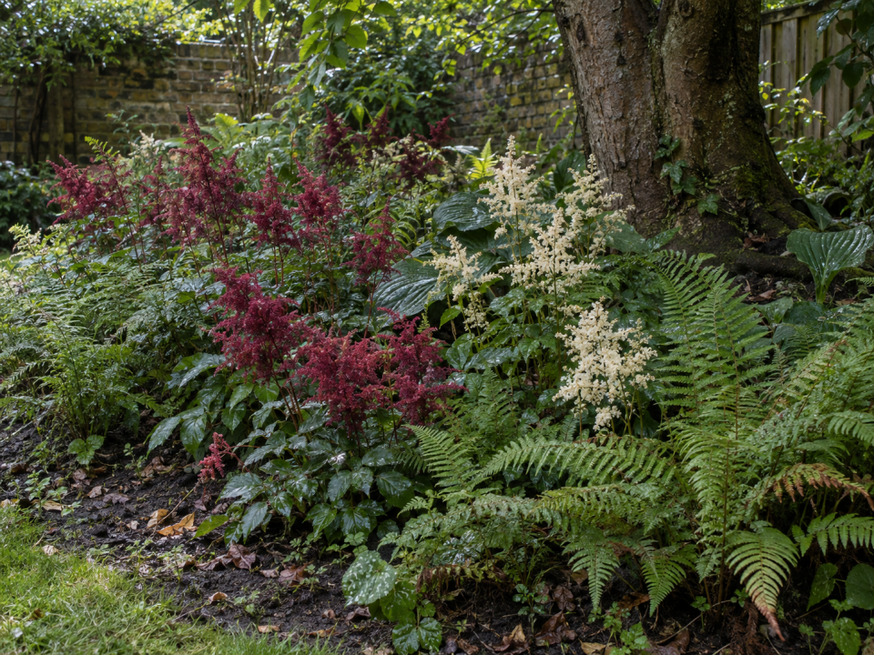 Astilbe plumes and Polystichum setiferum ferns in a shaded border beneath a mature tree