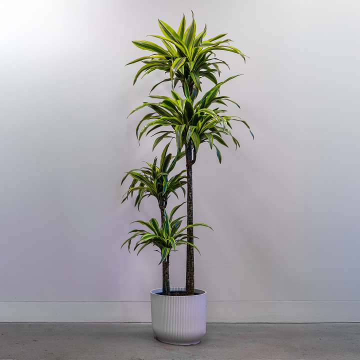 Dracaena Lemon Lime at Boma Garden Centre
