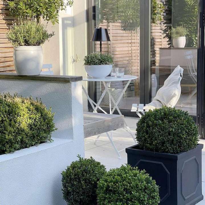 popular indoor plants at Boma Garden Centre Kentish Town London