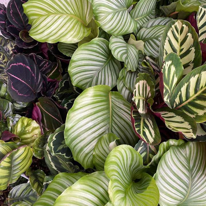 Buy indoor foliage plants at Boma Garden Centre Kentish Town London