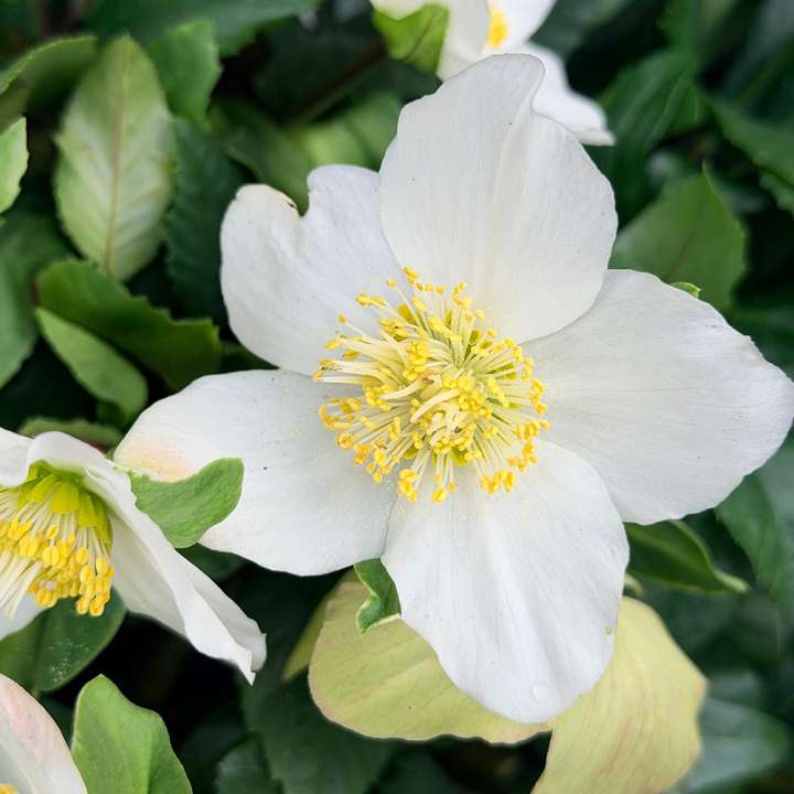 Helleborus HGC CR Jesse at Boma Garden Centre