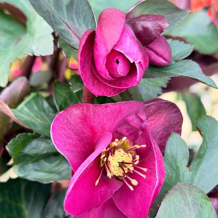 Helleborus HGC Ice n Roses Brunello