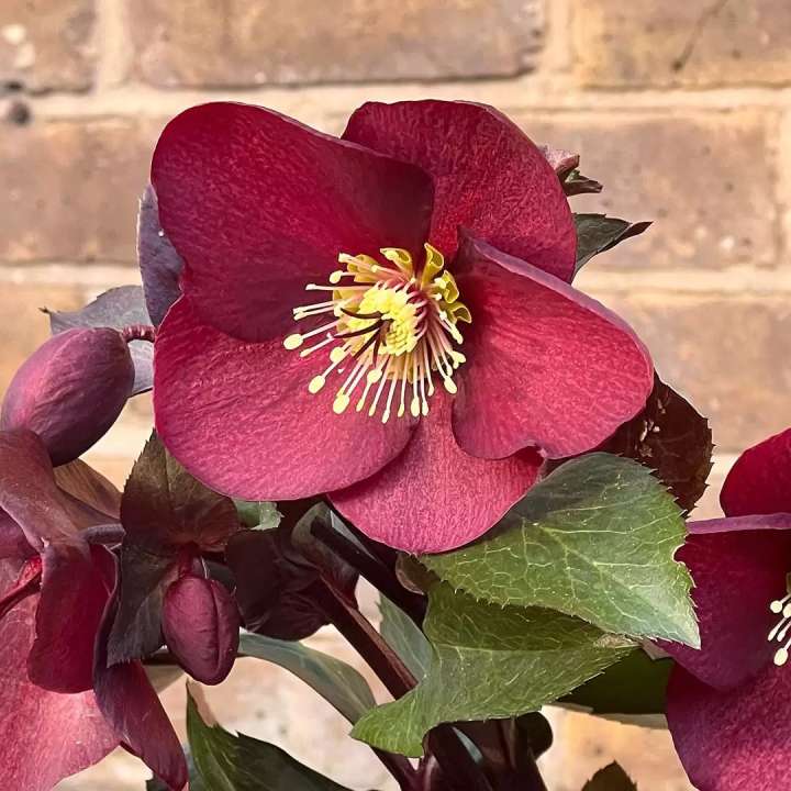 Helleborus HGC Ice N Roses Merlot at Boma Garden Centre
