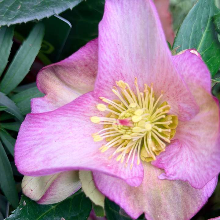 Helleborus HGC Ice n Roses Rosetta at Boma Garden Centre