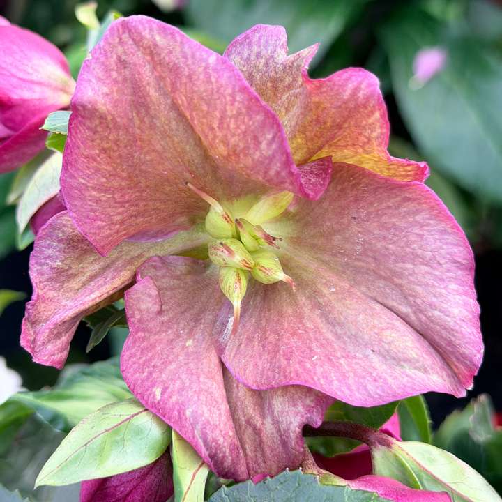Helleborus HGC Ice Breaker Ruby
