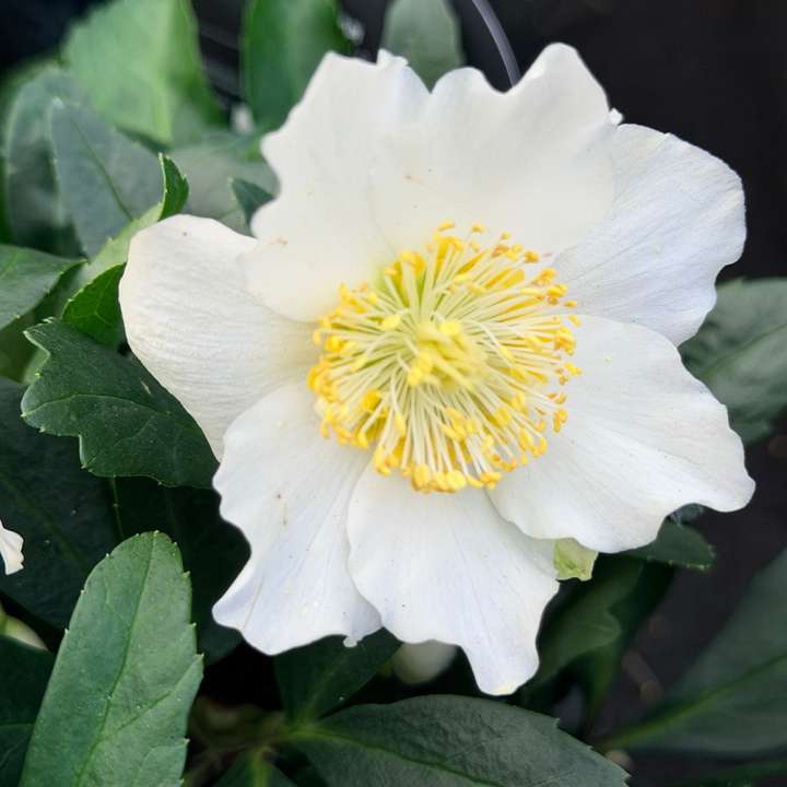 Helleborus niger Jasper