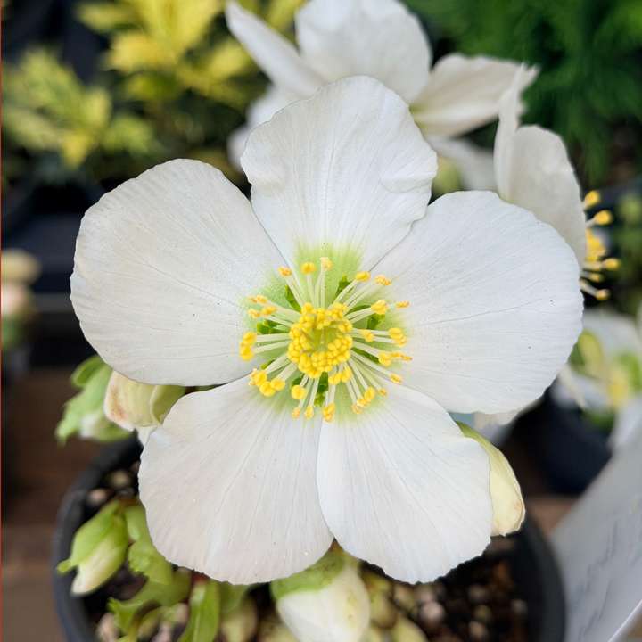 Helleborus niger Verboom Beauty at Boma Garden Centre
