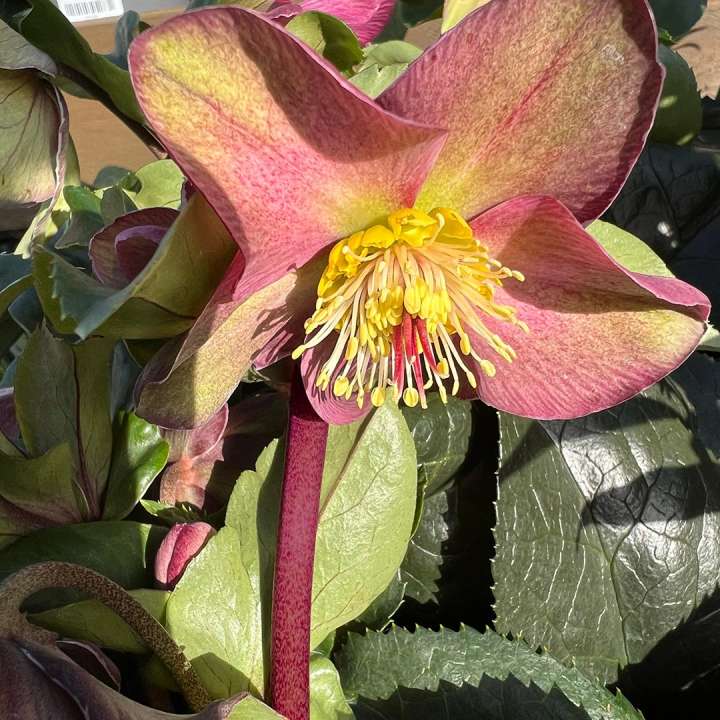 Helleborus 'Purple Marble' at Boma Garden Centre