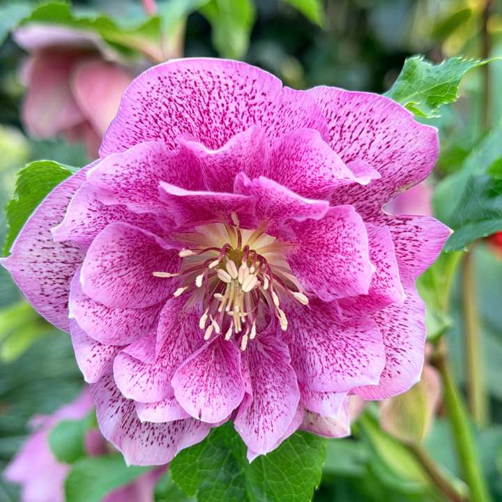 Helleborus Viv Double Flowered Bicolour