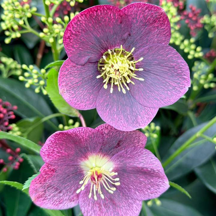 Helleborus x Hybridus Viv Victoria at Boma Garden Centre
