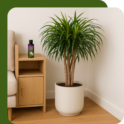 SylvaGrow Ericaceous Compost at Boma Garden Centre, Kentish Town