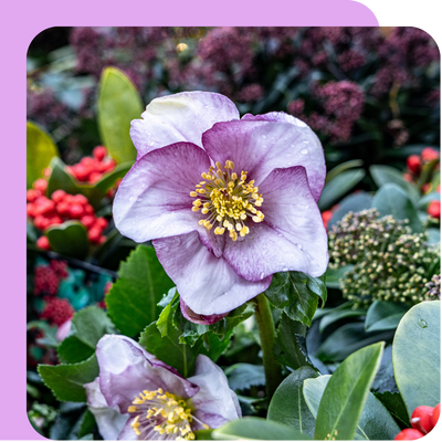 SylvaGrow Ericaceous Compost at Boma Garden Centre, Kentish Town